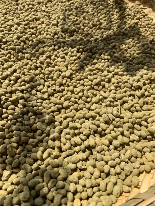 梦见满地的豆子好不好