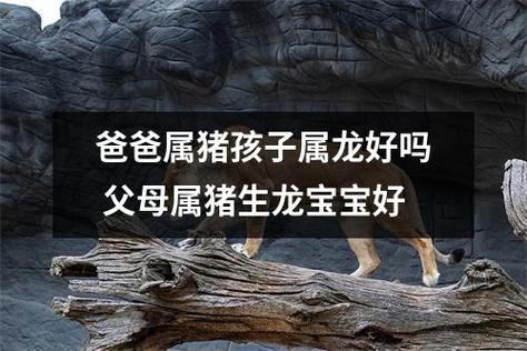 爸爸属猪孩子属猪好吗