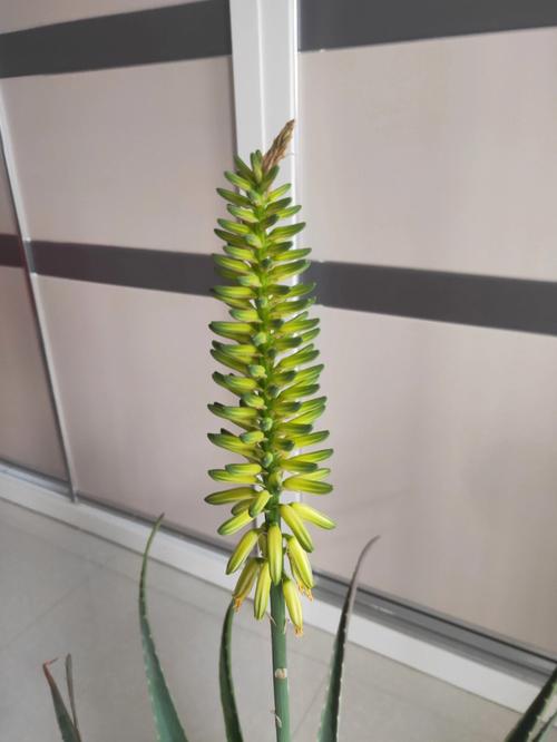 梦见芦荟开花怎么回事