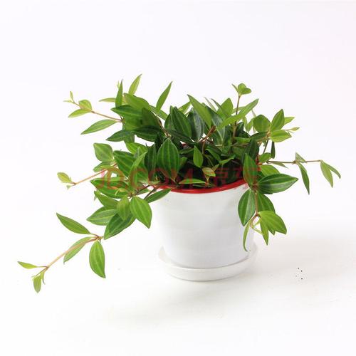 家里养什么垂吊植物有利主人运势