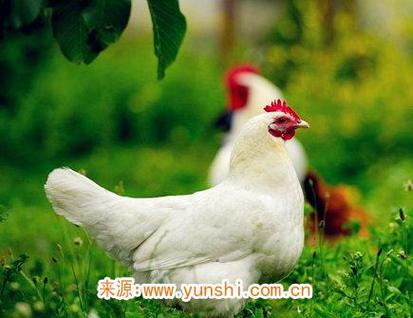 属鸡养什么宠物可以旺运