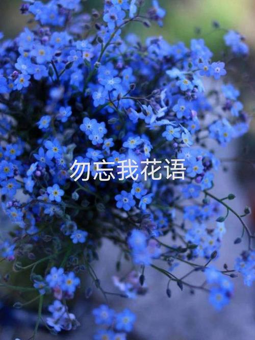 白色勿忘我的花语