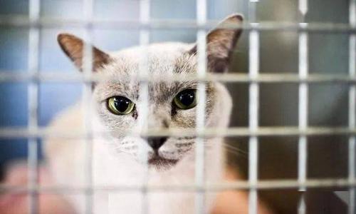 梦见猫被关在笼子里