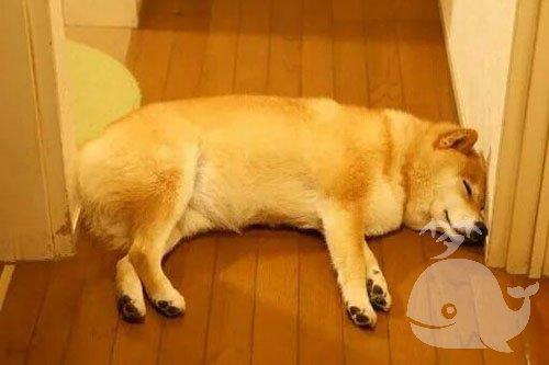 梦见狗挡路是什么意思
