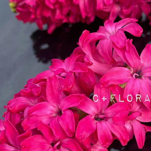 风信子花语,红色风信子花语代表着什么