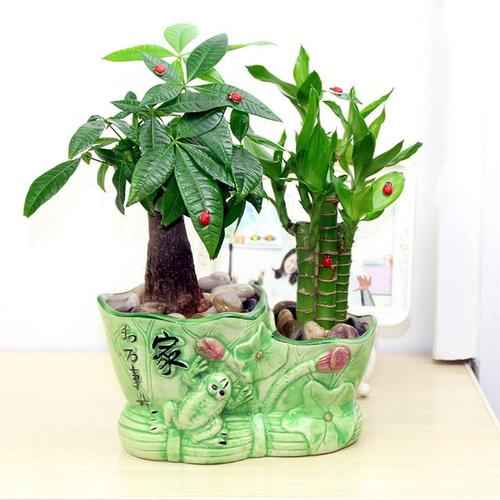 属鸡的适合养什么植物