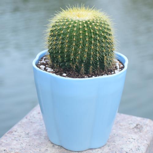 适合办公室的风水植物有哪些?仙人球可以摆放在右边吗?