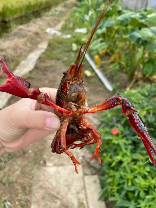梦见捉小龙虾