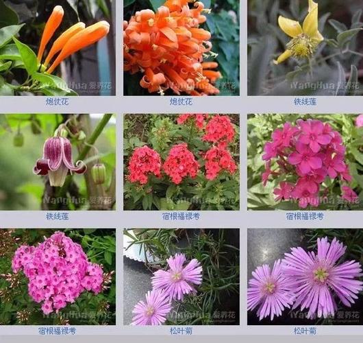 名字最好听的花