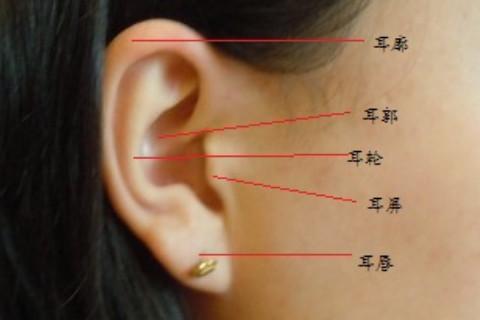 运势早知道!耳朵看性格,运势以及富贵程度