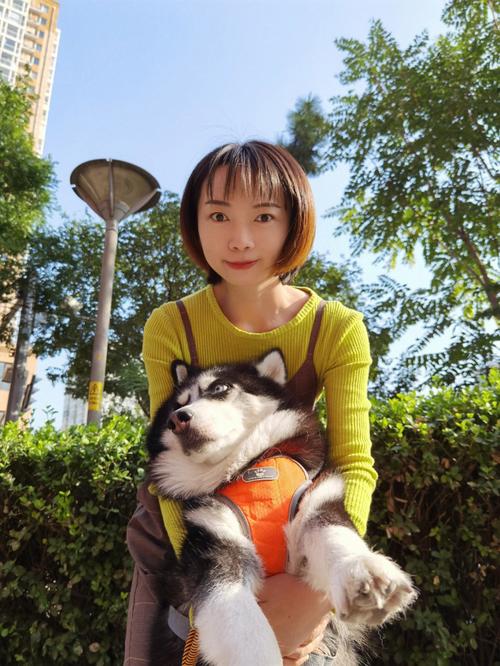 遇到哈士奇乱咬东西_12生肖女是如何解决的