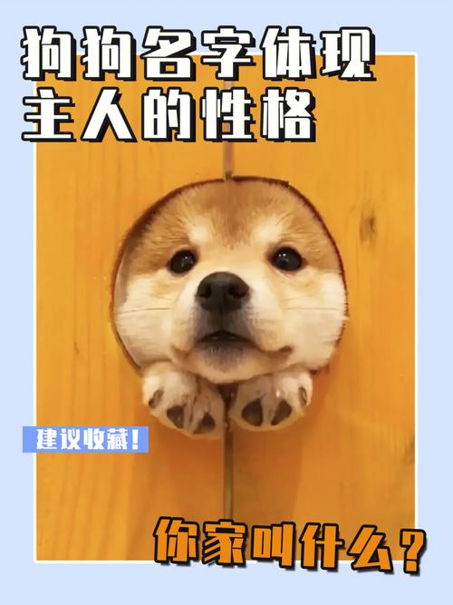 神准的生肖狗性格透彻解析