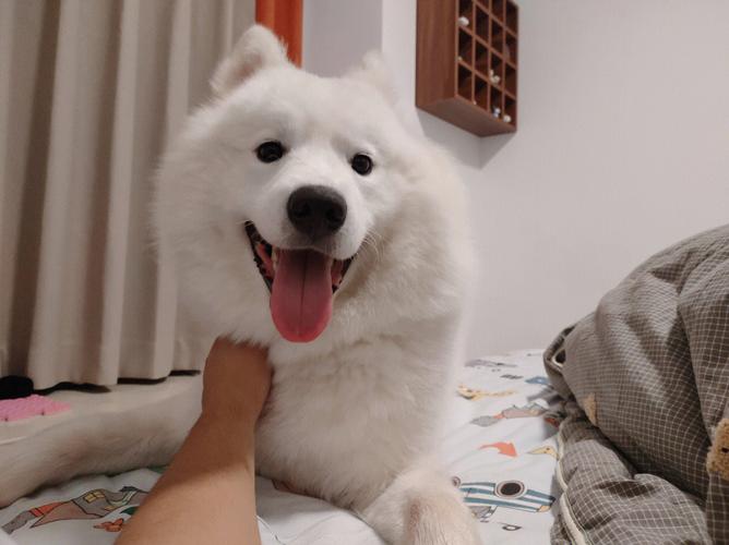 生肖狗的征婚启示