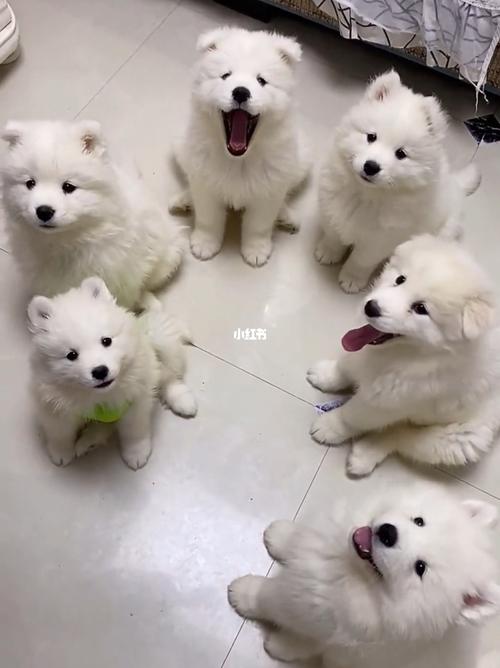 雪橇三傻,什么星座是十二星座里的二哈