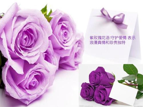 10朵紫玫瑰的花语,10朵紫玫瑰代表什么意思?