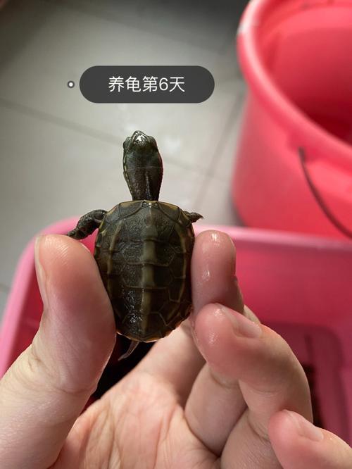 养龟为什么不能养双