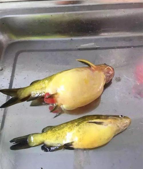 梦见别人刺鱼