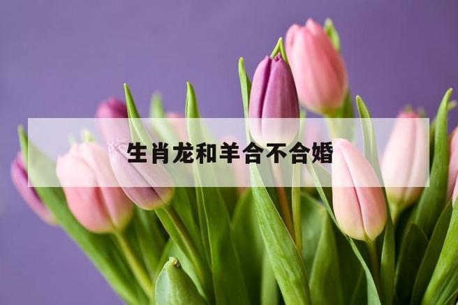 男属龙女属羊旺夫吗,二人结婚好吗