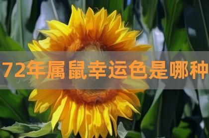 属鼠人拿到人生第一笔工资会怎么花