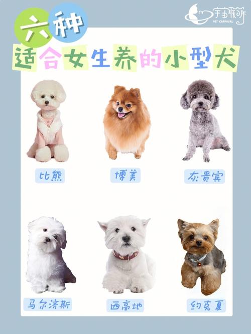 比较霸气的狗狗名字大全,姓曾的男孩名字大全比较霸气的