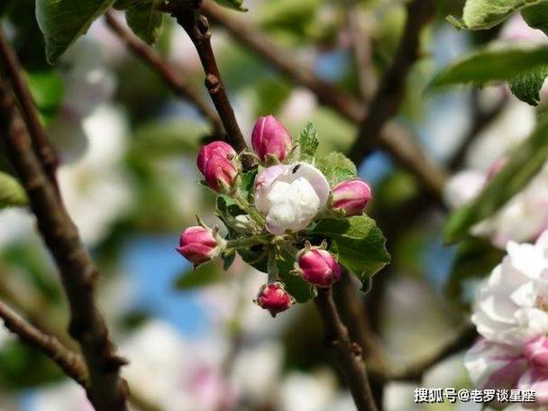 9月,喜鹊欢叫,桃花乍现,3大星座情丝缠绕,再次收获美好爱情