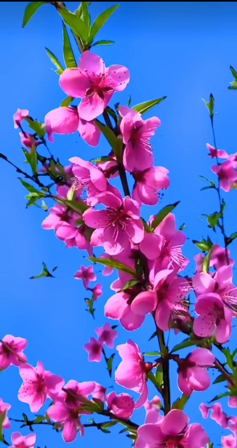 好桃花来临前有什么预兆