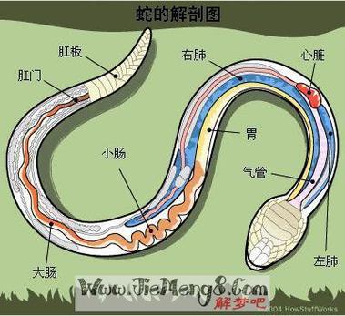 梦见蛇从身体里拽出来