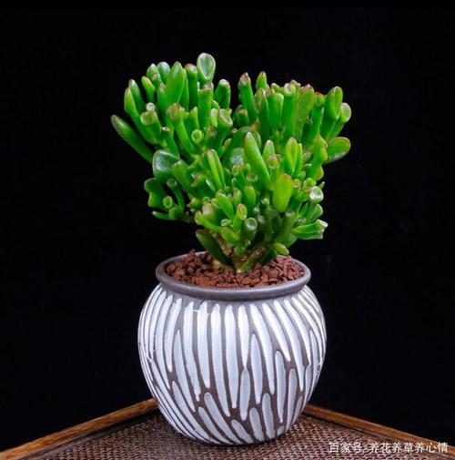 客厅养什么花和植物好