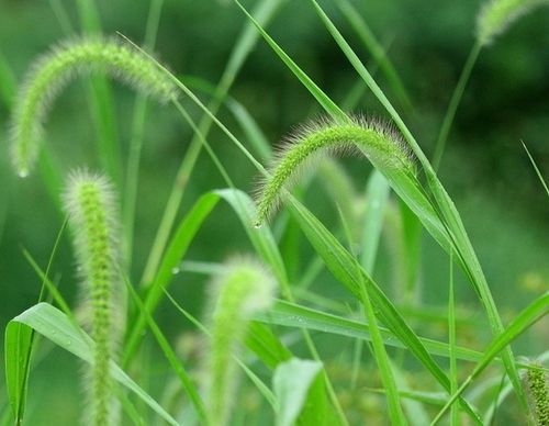 梦见草莆