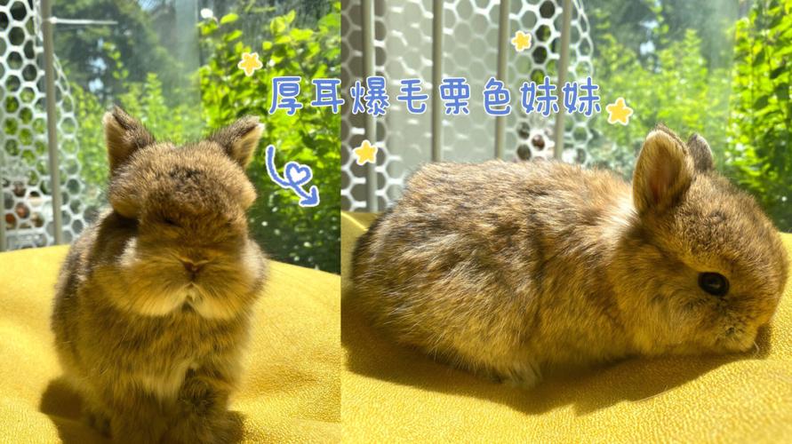 为啥大家都要生兔宝宝
