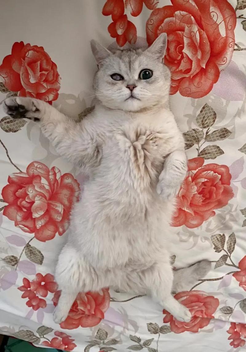 梦见猫被偷了