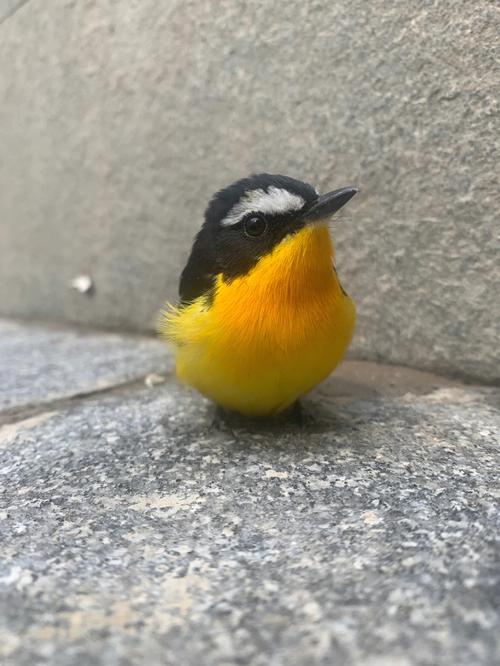 梦见小鸟飞走了是什么意思