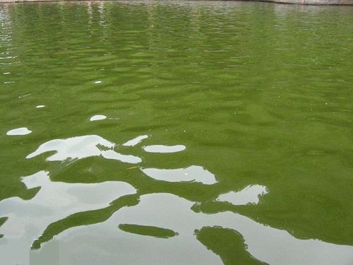 梦见鱼糖 梦见鱼糖涨水