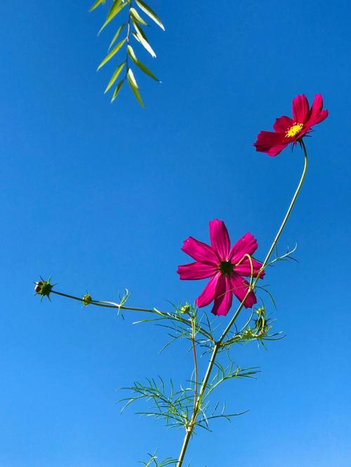 波斯菊的花语