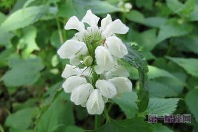 1月20日生日花语:野荨麻花