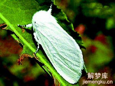 梦见白蛾 梦见白蛾飞上天空