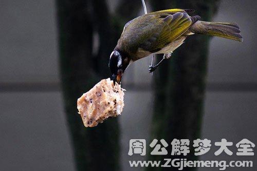 梦见小鸟吃东西