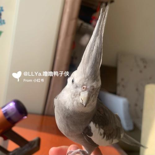 谁能让怒发冲冠的属狗人迅速平复情绪