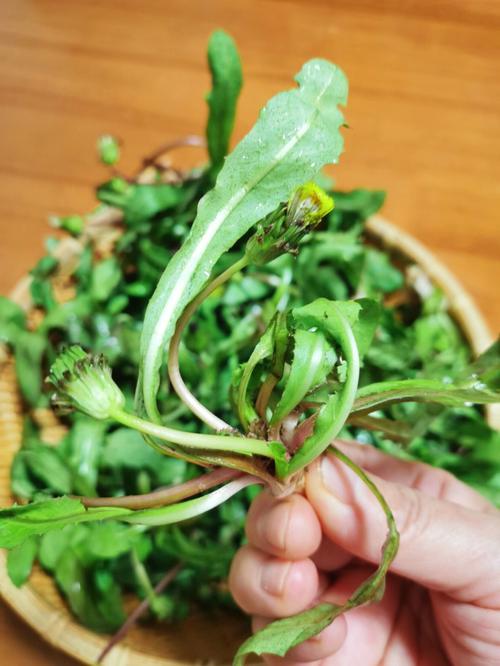 梦见到处挖野菜