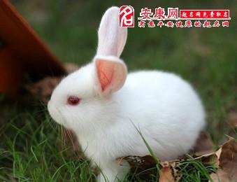怀孕梦见兔子好不好