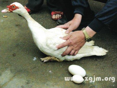 梦见鸭子下蛋是什么意思