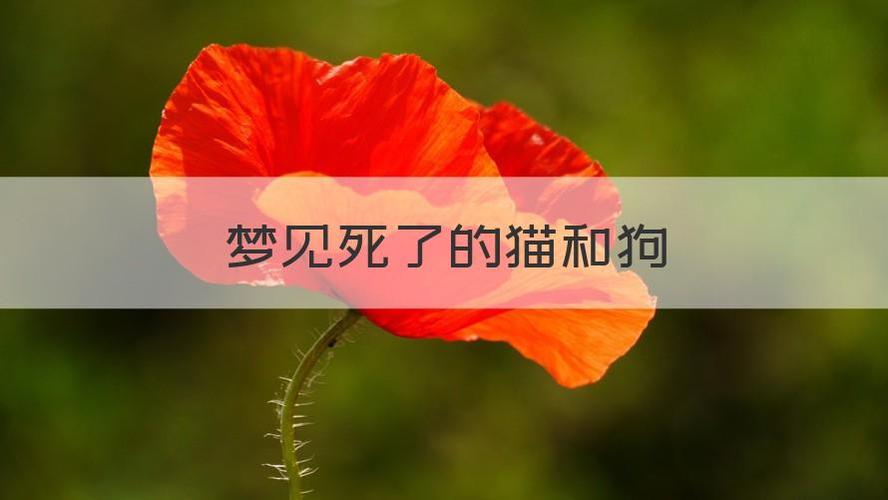 梦见狗猫都死了