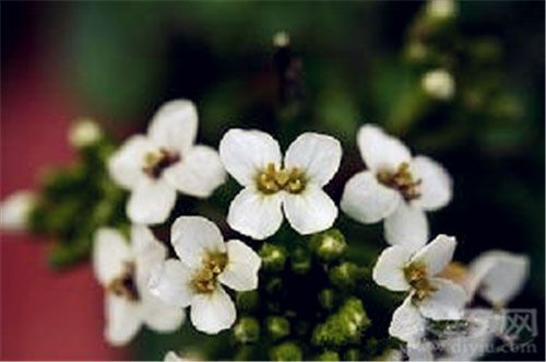 7月7日花语:水芥子,生日花语滋养