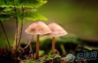周公解梦梦见蘑菇