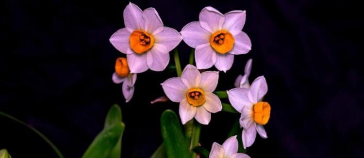 3月6日生日花语:野生水仙花,3月6日是什么星座?
