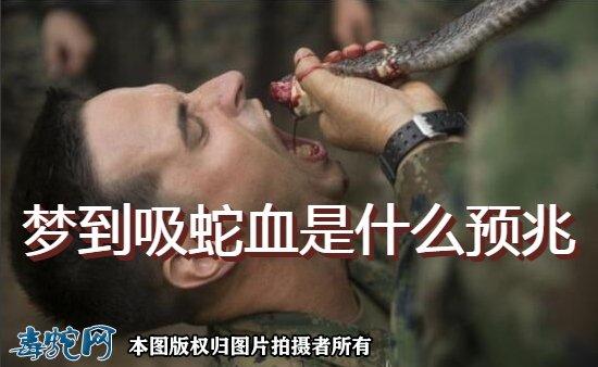 梦见蛇喝人血是什么意思