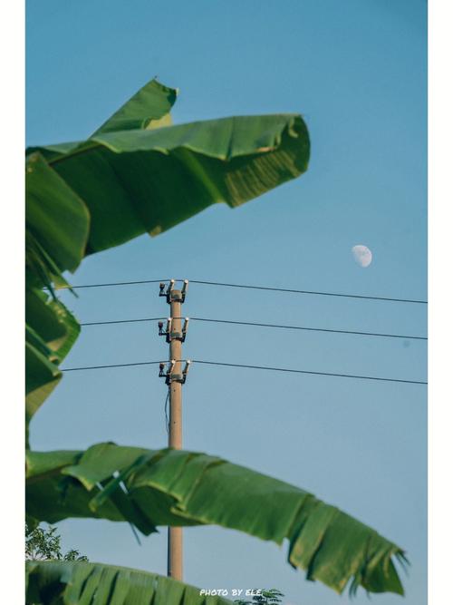 梦见没叶子的芭蕉树