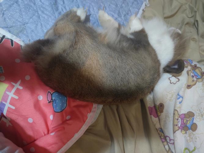 昏天黑地是什么生肖