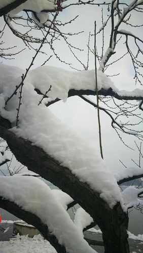 梦见树上有雪
