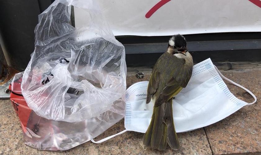梦见自己救了一只快死的鸟